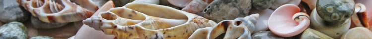 Shells